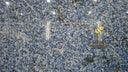 Brazil Blue Azul Bahia Granite slab in Brazil Blue Azul Bahia Granite - Image 3